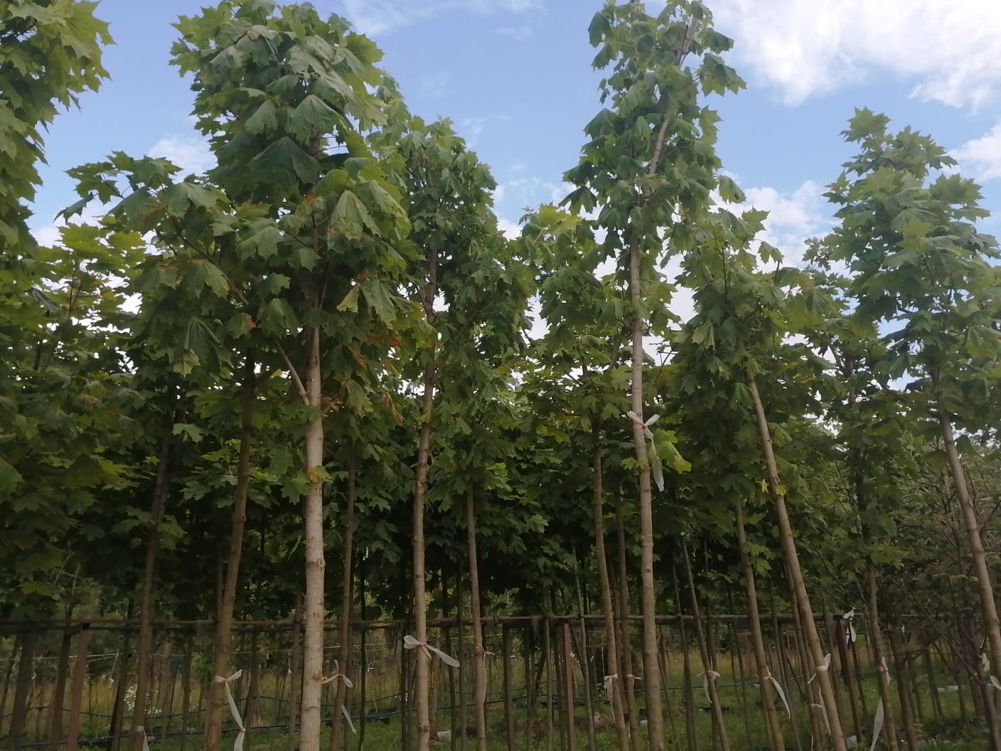 Комплексное озеленение и благоустройство, фото 1