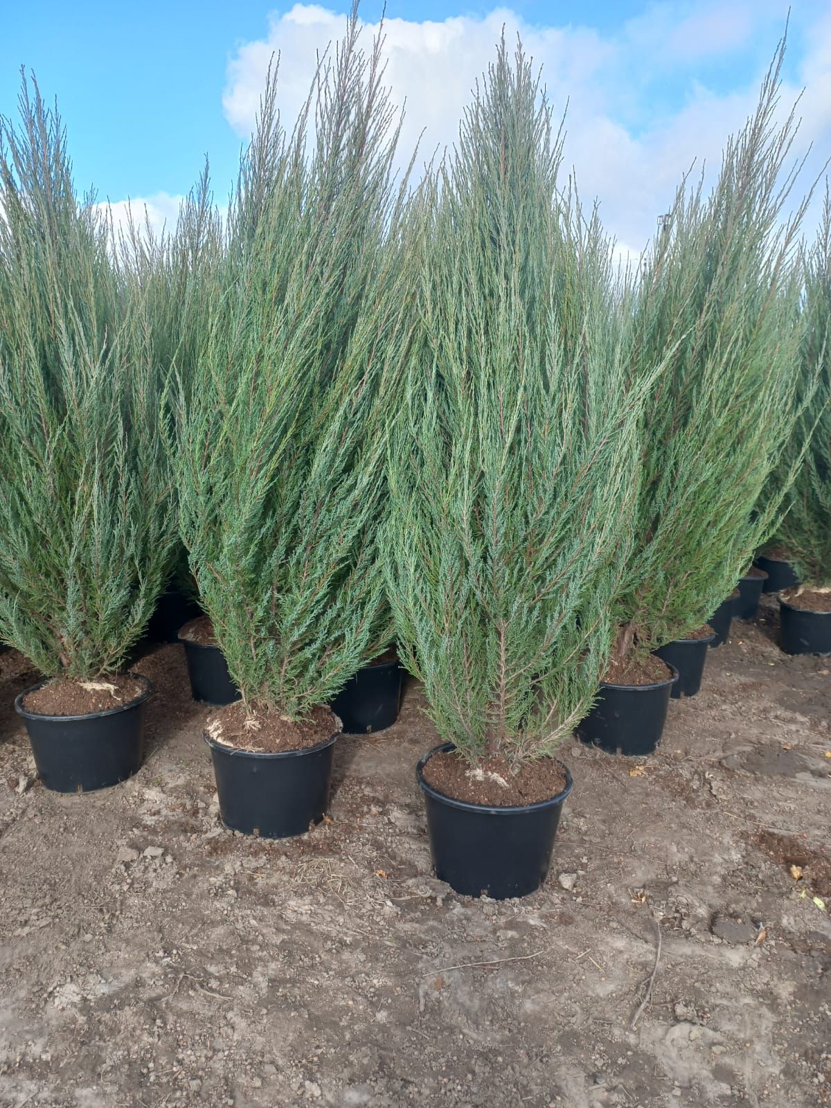 Комплексное озеленение и благоустройство, фото 2