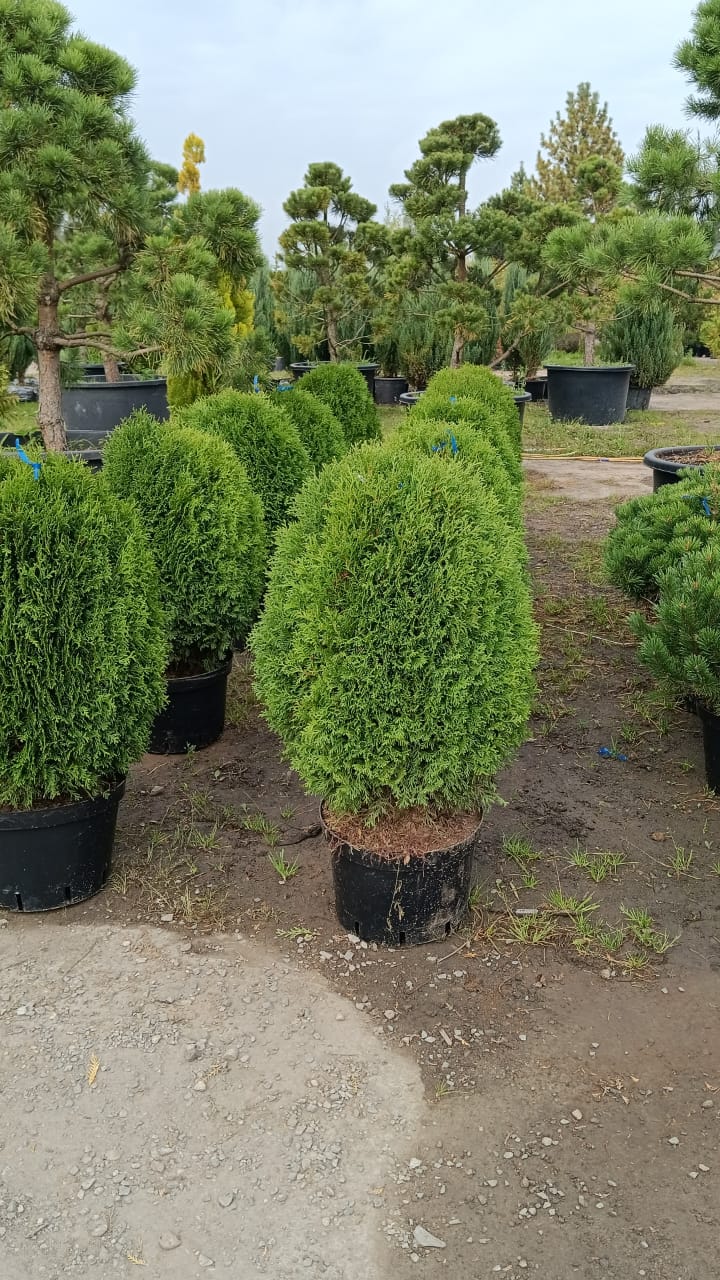 Комплексное озеленение и благоустройство, фото 3