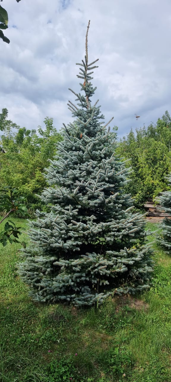 Комплексное озеленение и благоустройство, фото 4