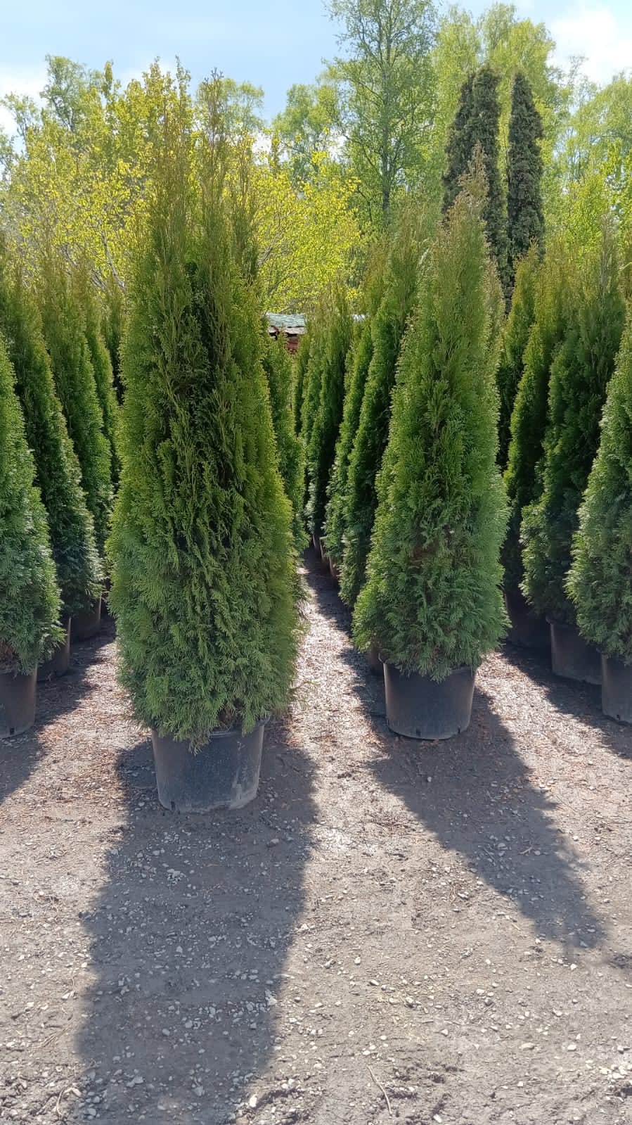 Комплексное озеленение и благоустройство, фото 5