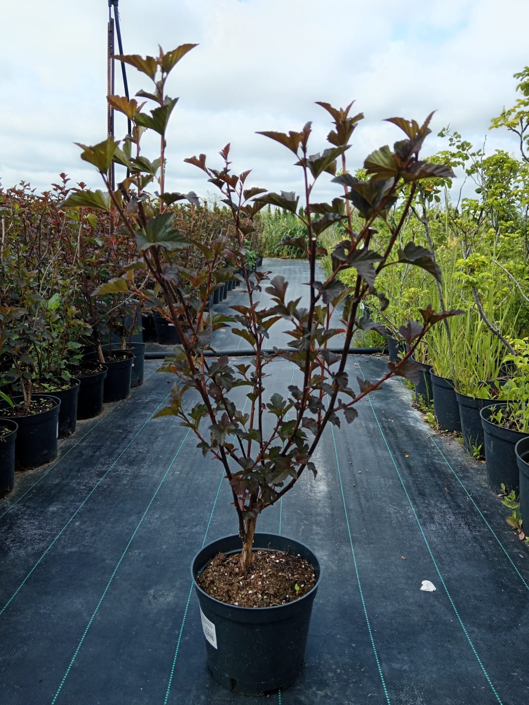 Комплексное озеленение и благоустройство, фото 6