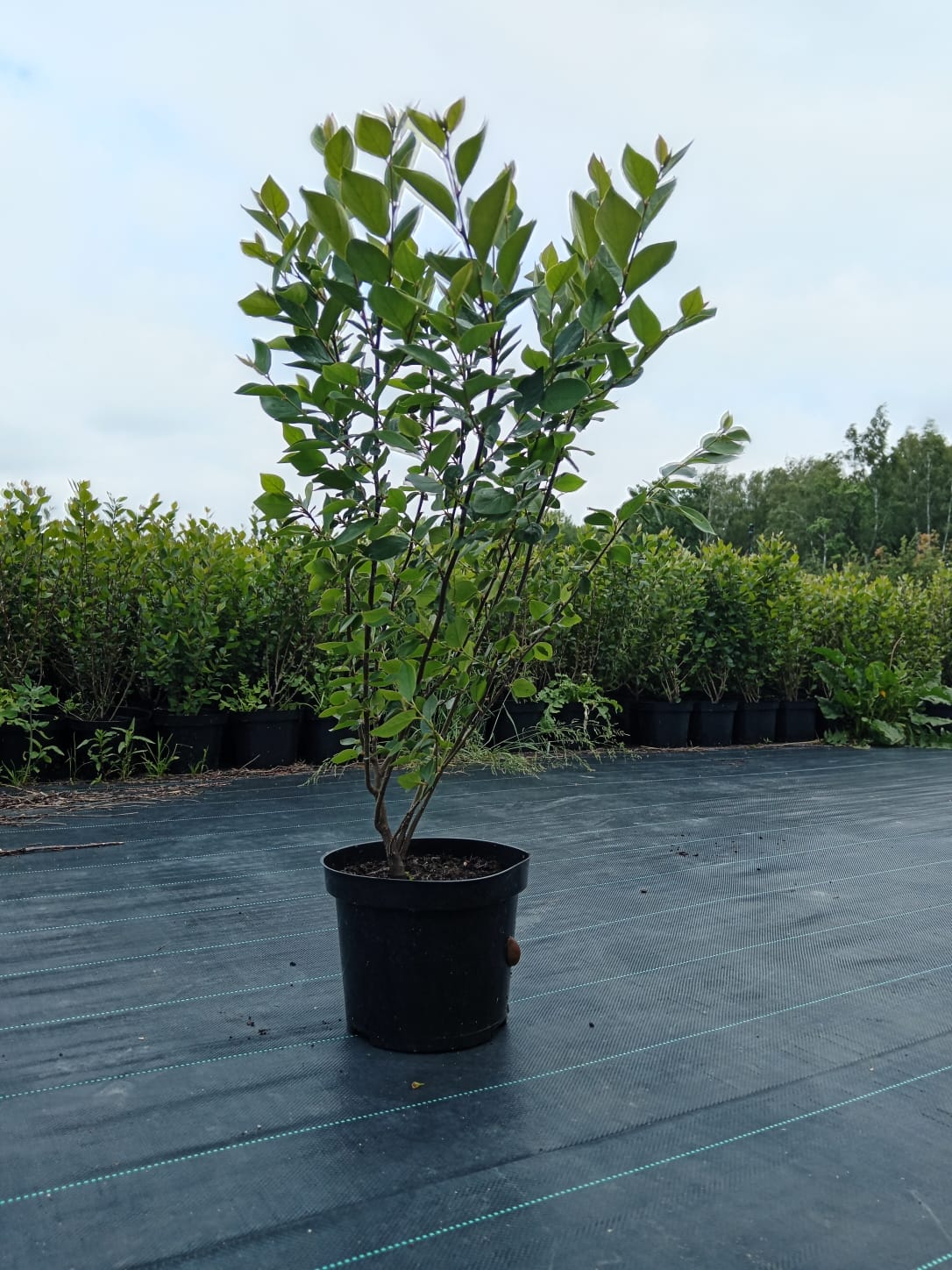 Комплексное озеленение и благоустройство, фото 7