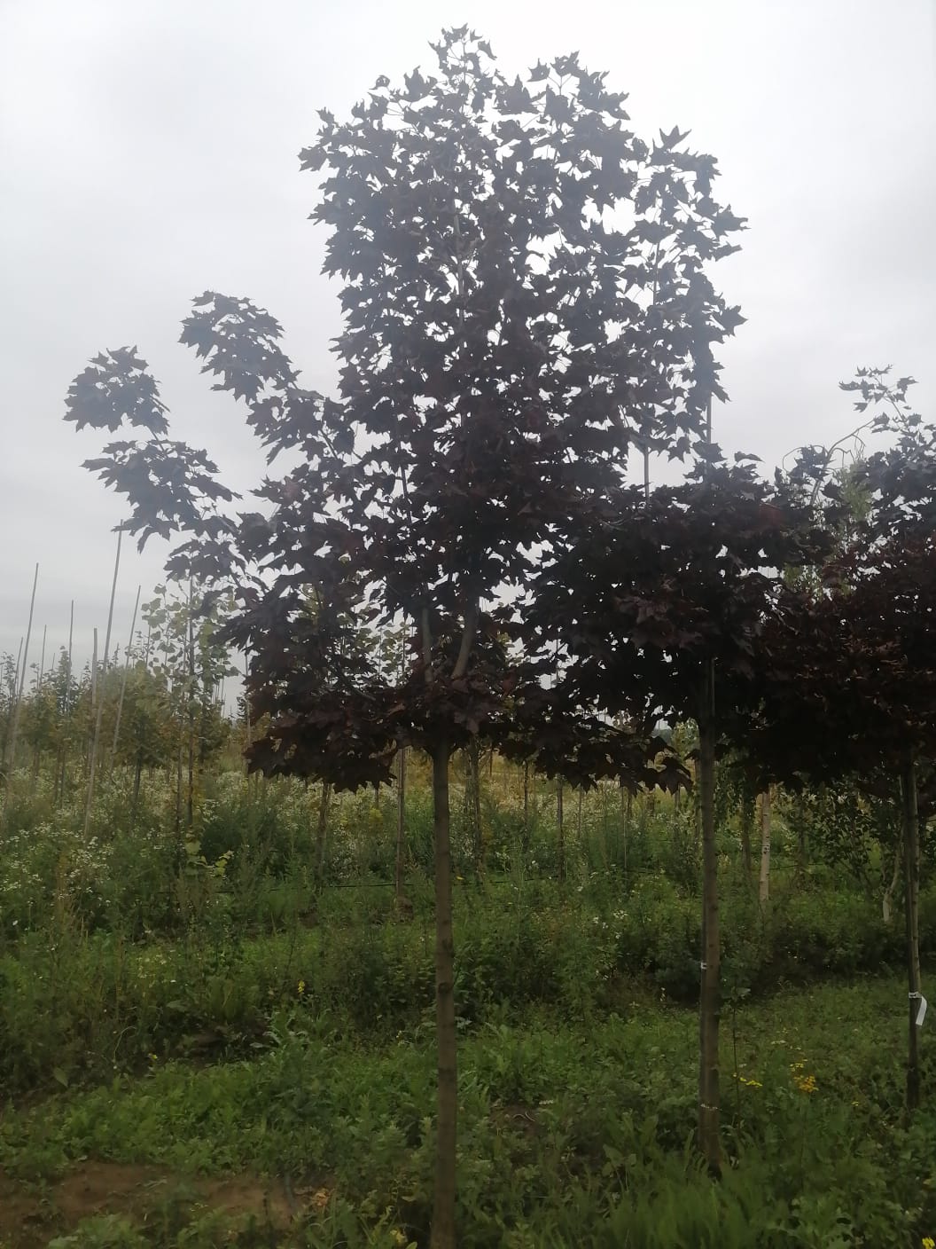 Комплексное озеленение и благоустройство, фото 8