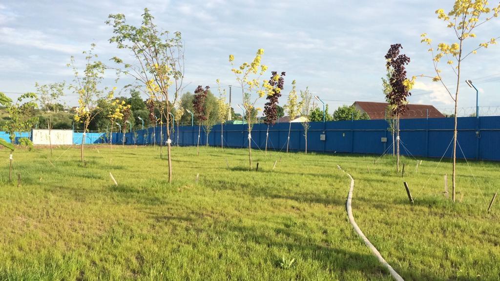 Озеленение территории завода, фото 2