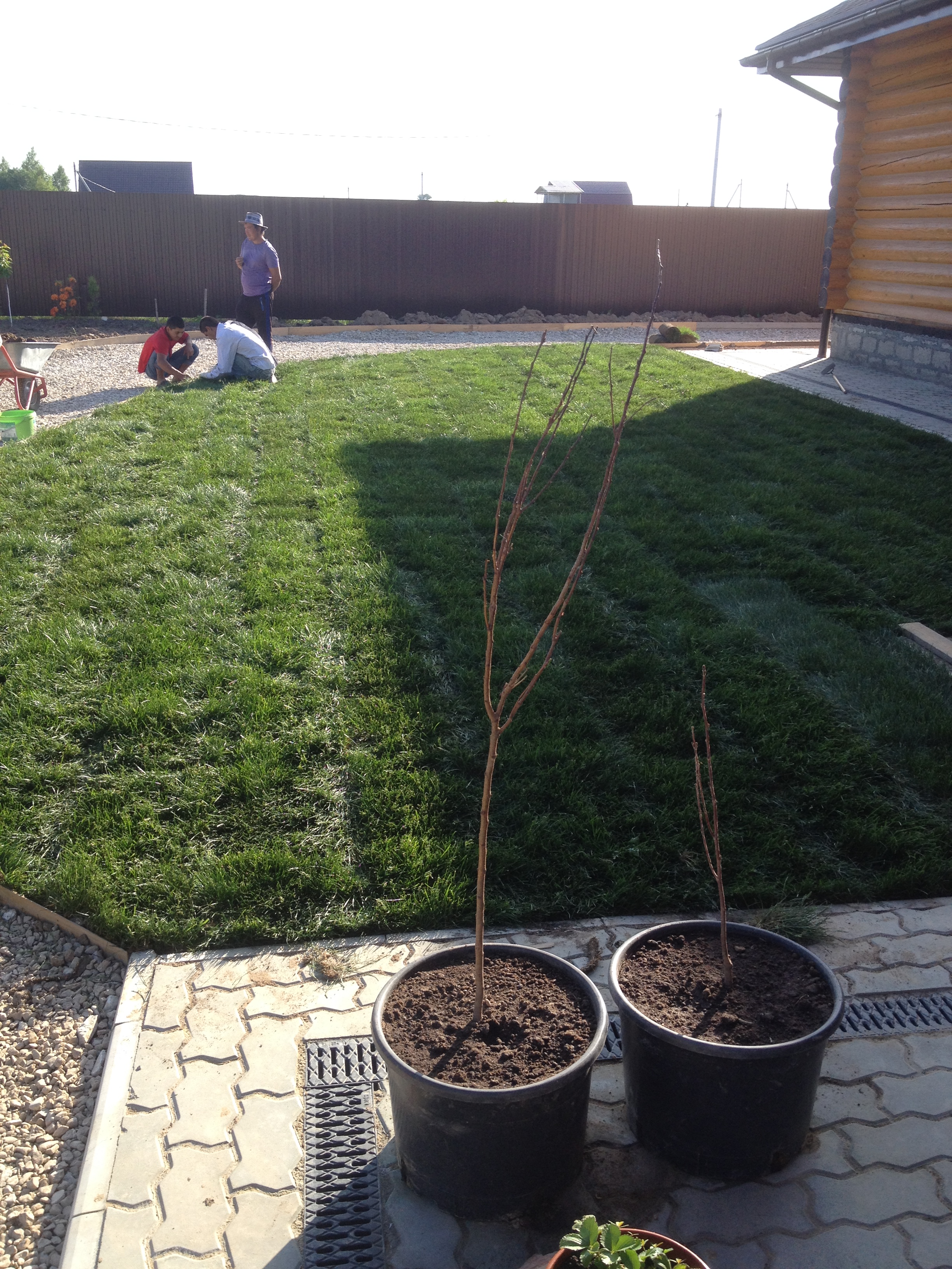 Посадка и укладка газона — фото 9