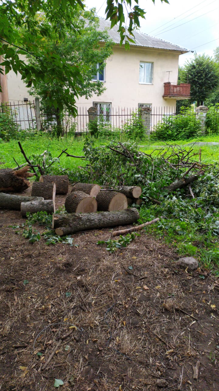 Спил деревьев — фото 1