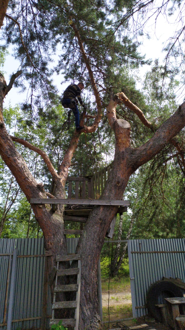 Спил деревьев — фото 2