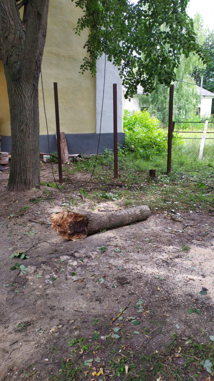 Спил деревьев — фото 3