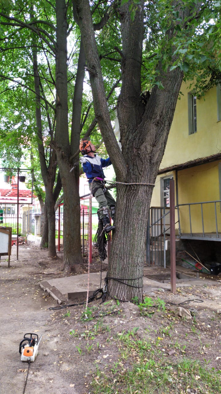 Спил деревьев — фото 5