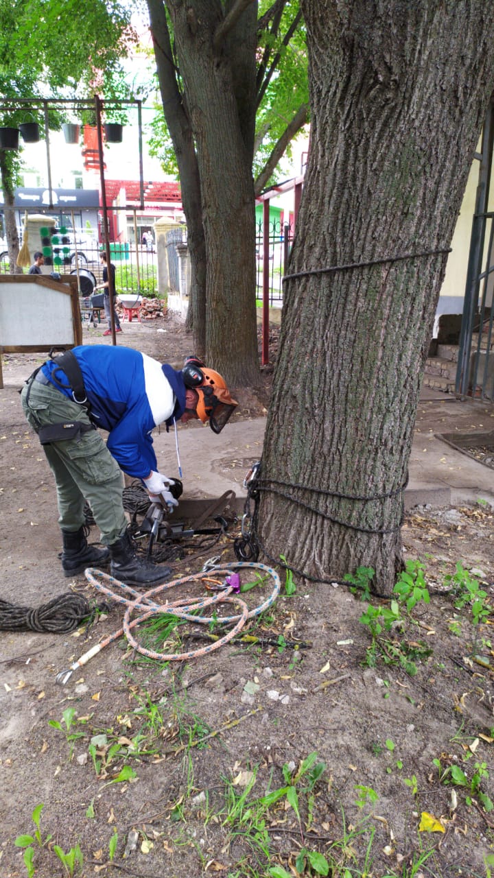 Спил деревьев — фото 6