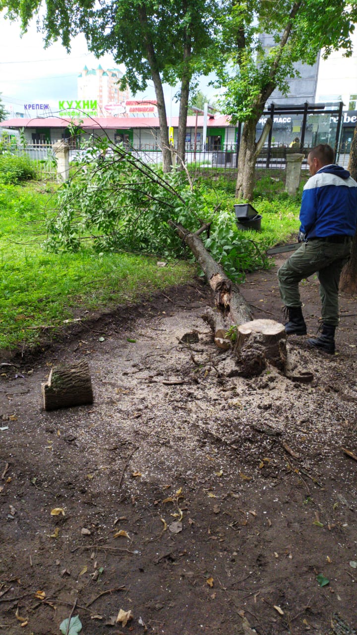 Спил деревьев — фото 7
