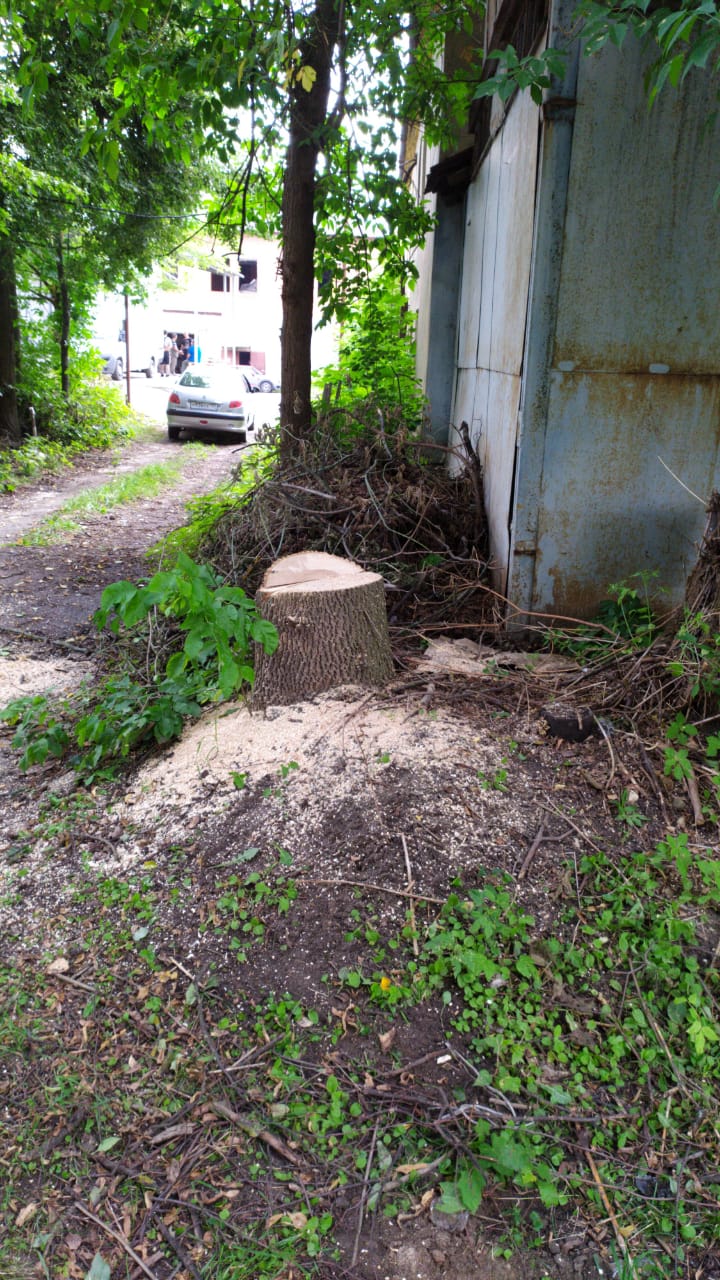 Спил деревьев — фото 8