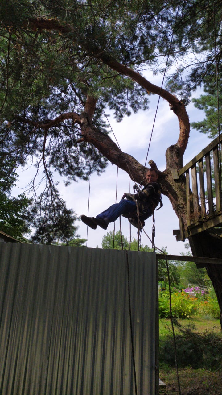 Спил деревьев — фото 9