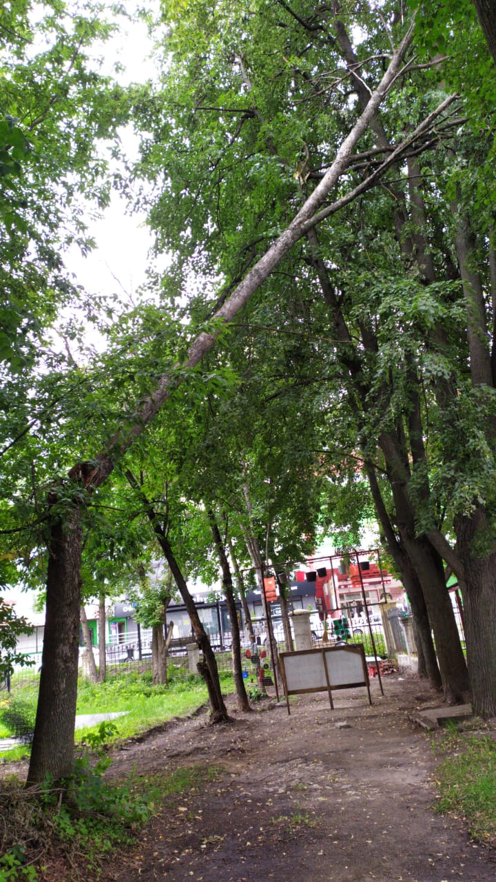 Спил деревьев — фото 10