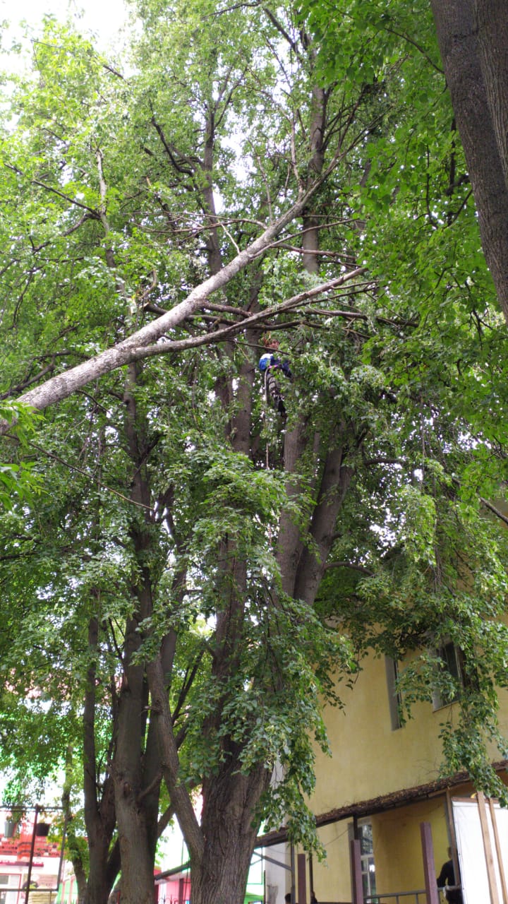 Спил деревьев — фото 11