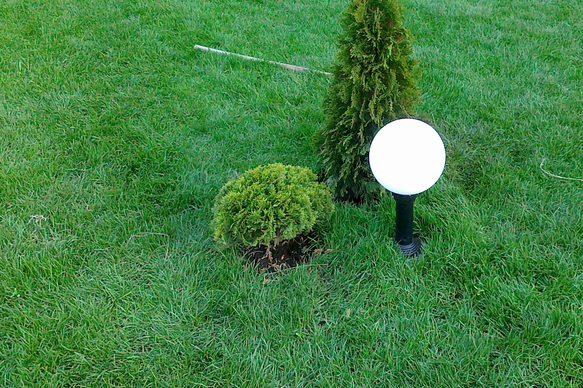 Посадка деревьев и кустарников — фото 2