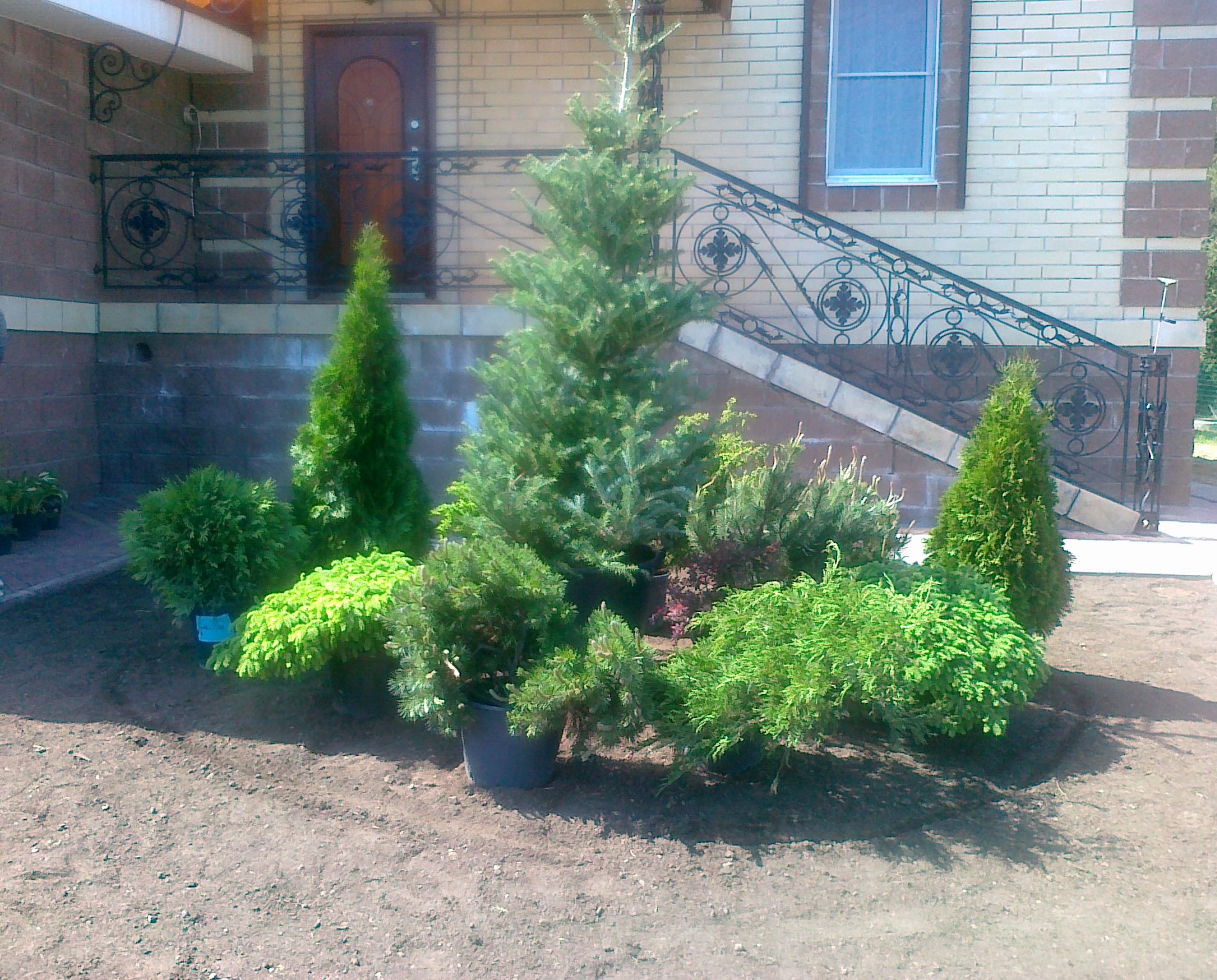 Посадка деревьев и кустарников — фото 5