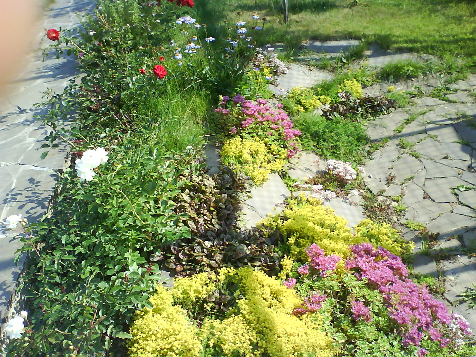 Посадка деревьев и кустарников — фото 8