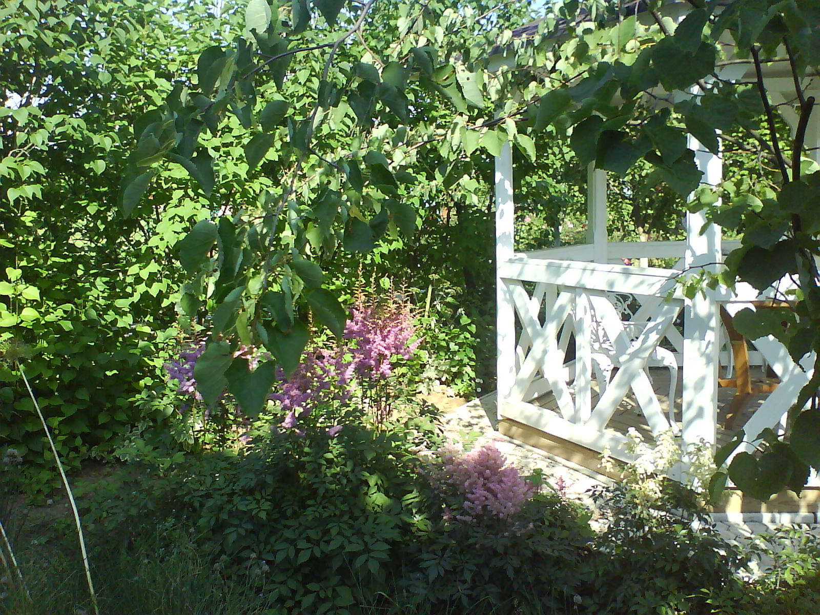 Вертикальное озеленение — фото 2